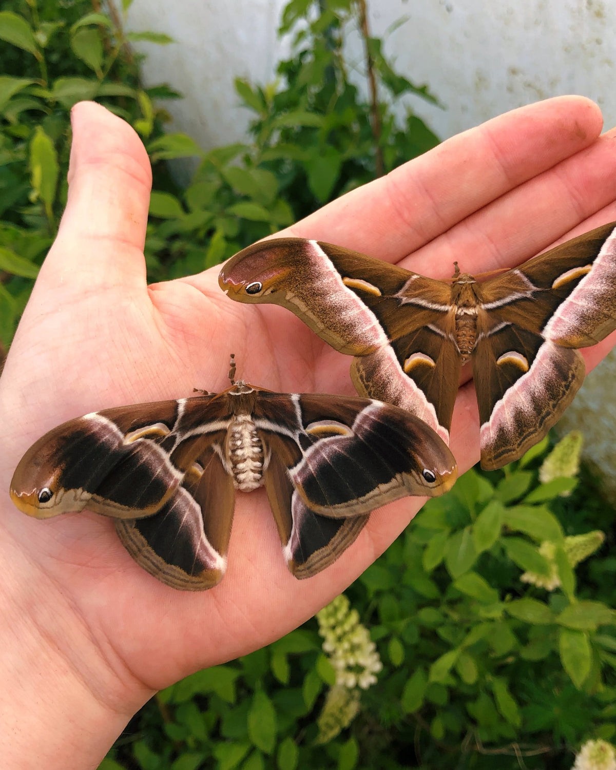 Live butterflies and moths for sale online UK. Buy eggs, caterpillars, pupae, and cocoons. Watch the lifecycle unfold with insects to rear at home!