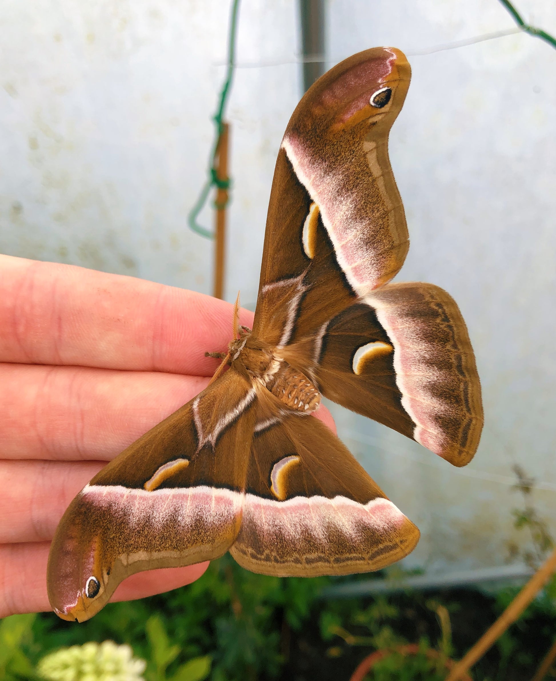 Live butterflies and moths for sale online UK. Order eggs, caterpillars, pupae, and cocoons. Watch the lifecycle unfold with insects to rear at home!