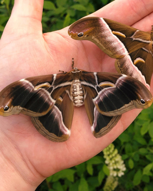 Live butterflies and moths for sale online UK. Order eggs, caterpillars, pupae, and cocoons. Watch the lifecycle unfold with insects to rear at home!