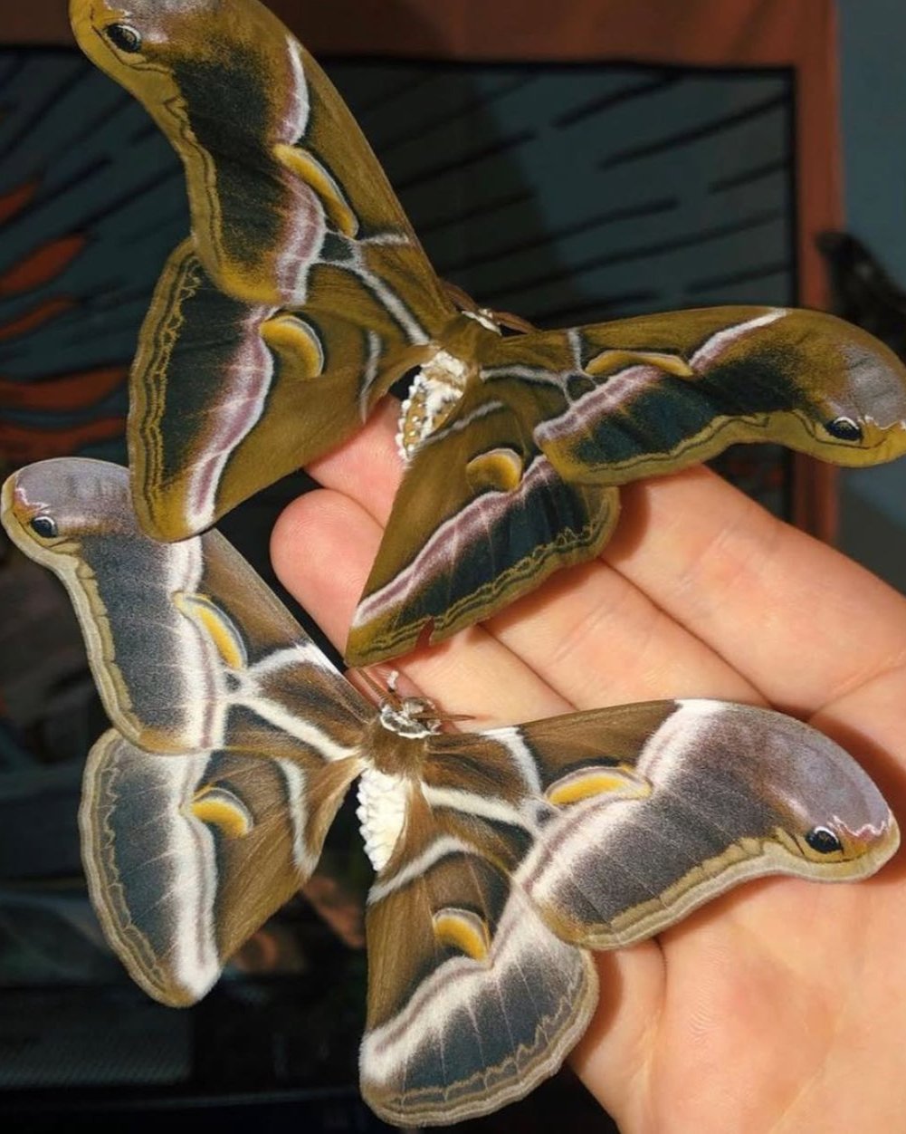 Live butterflies and moths for sale online UK. Buy eggs, caterpillars, pupae, and cocoons. Watch the lifecycle unfold with insects to rear at home!
