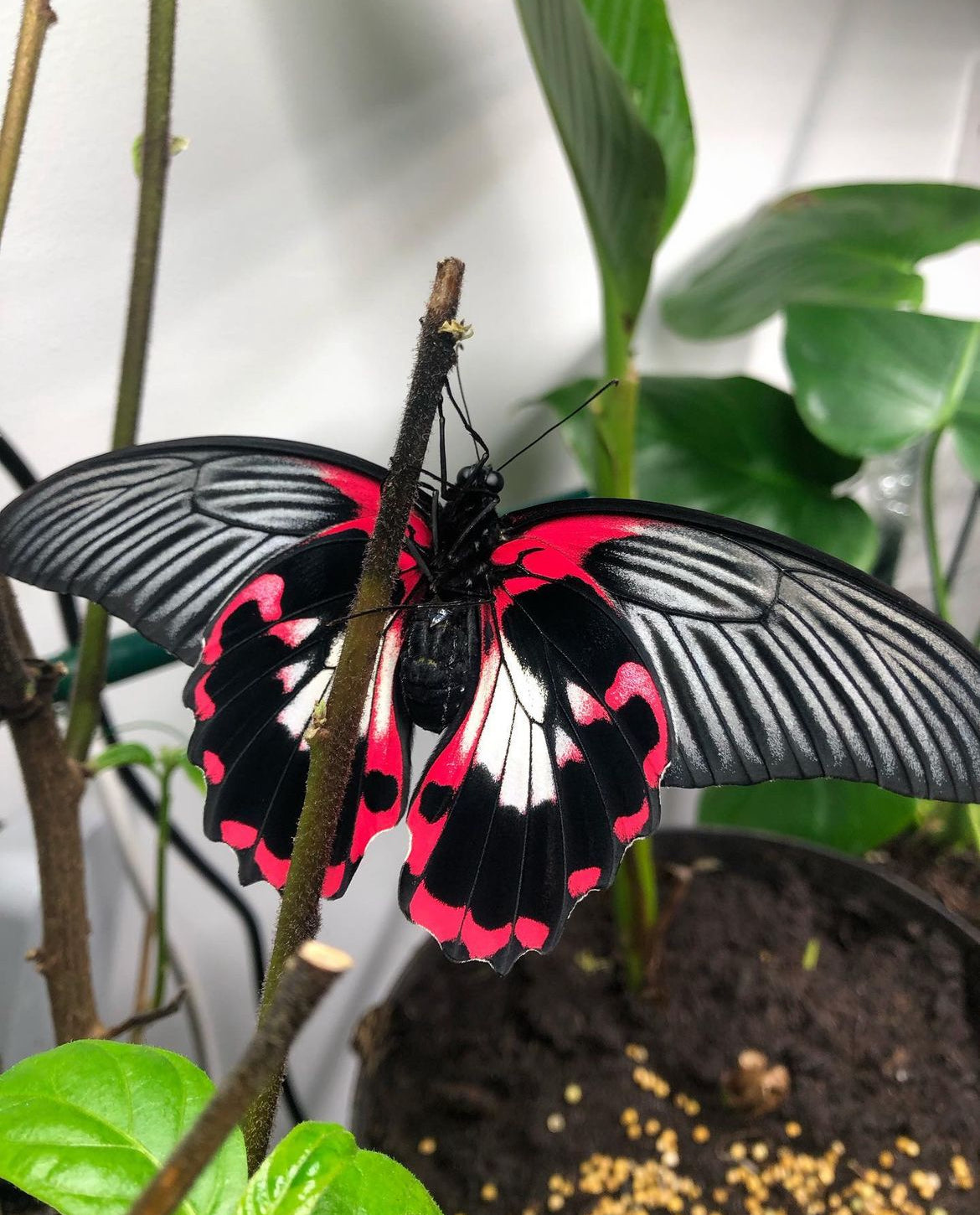 Live butterflies and moths for sale online UK. Buy eggs, caterpillars, pupae, and cocoons. Watch the lifecycle unfold with insects to rear at home!