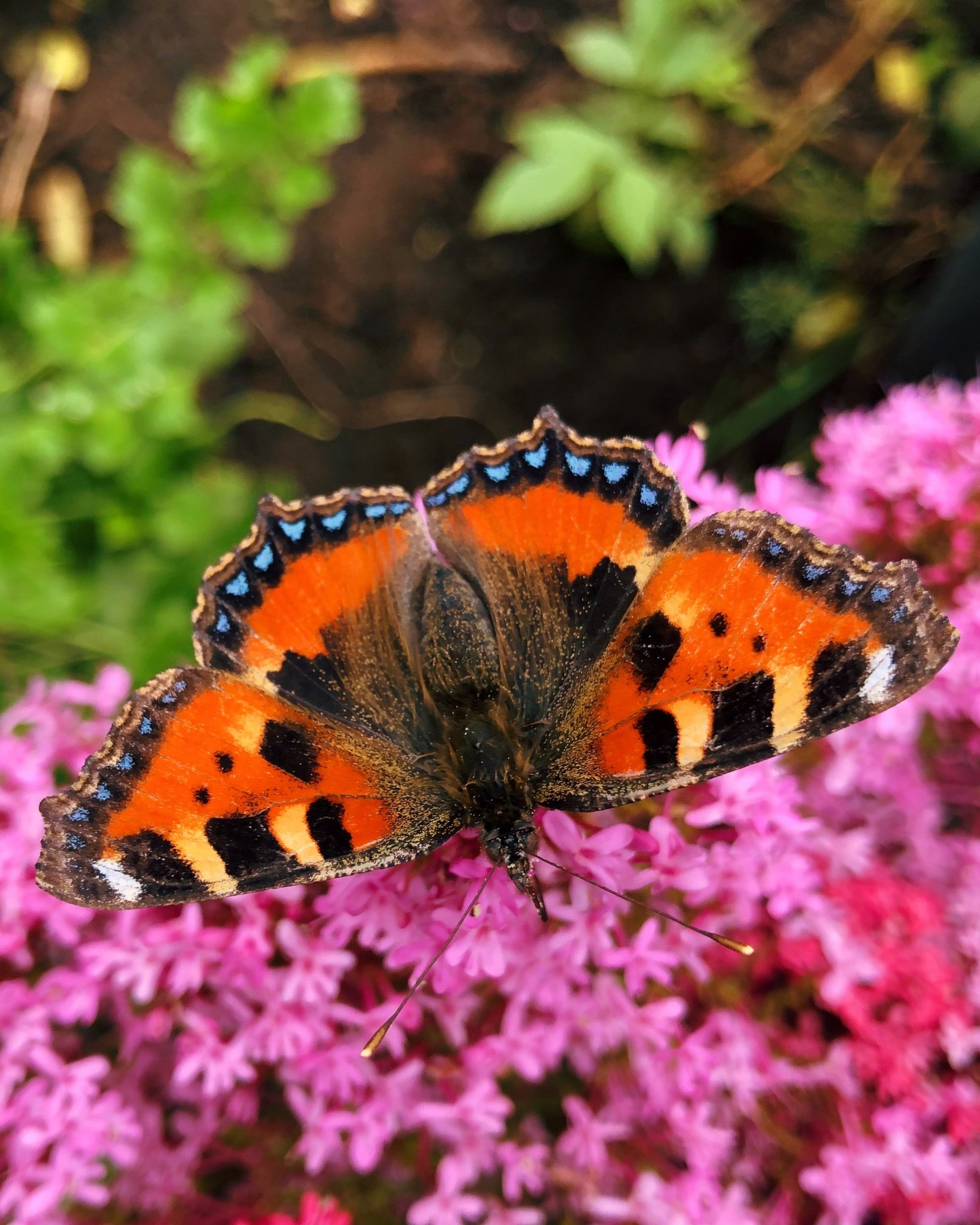 Live Aglais urticae eggs, caterpillars and pupae for sale online UK
