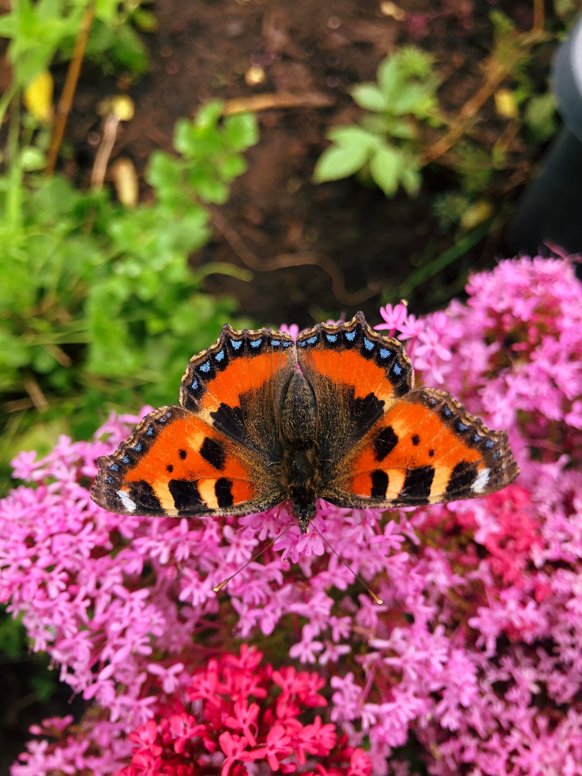 Live butterfly eggs, caterpillars and pupae for sale online UK