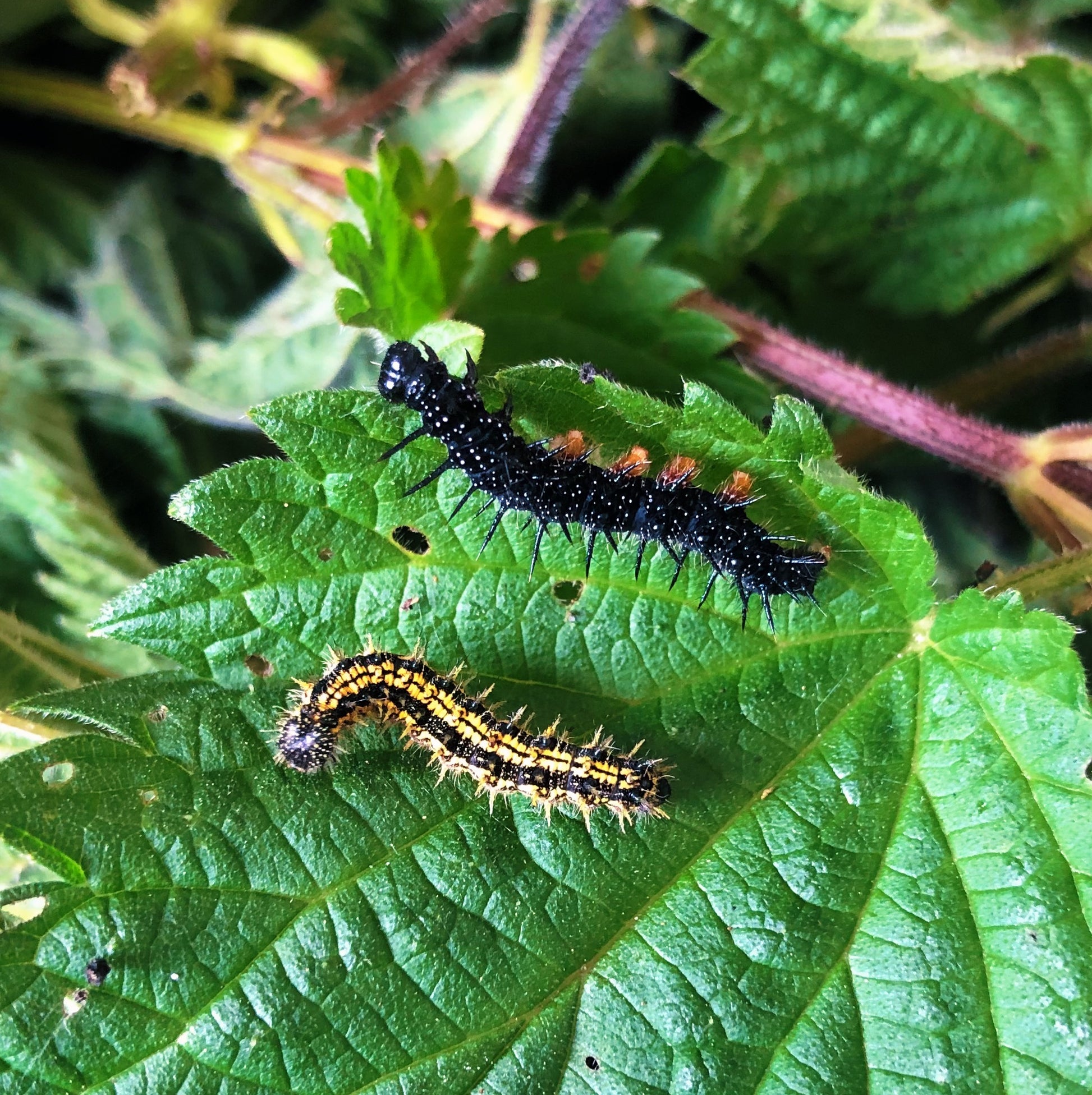 Live native butterfly eggs, caterpillars and pupae for sale online UK