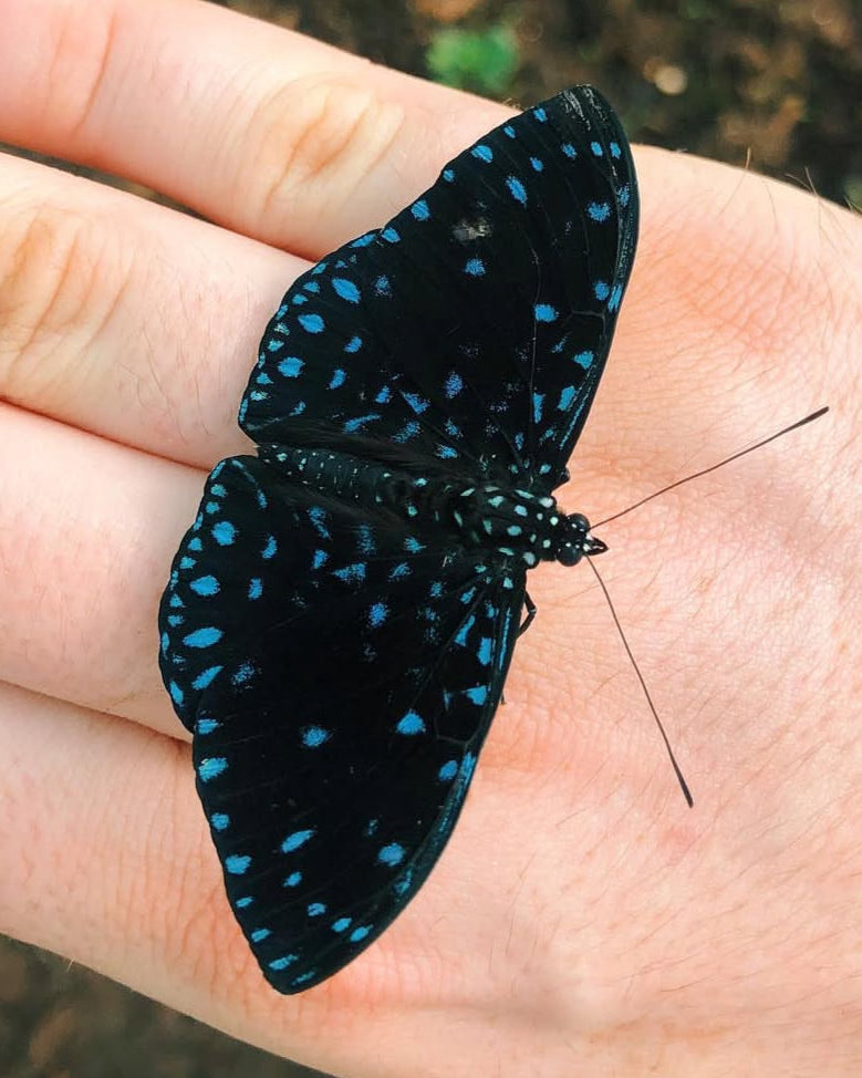 Live butterflies and moths for sale online UK. Order eggs, caterpillars, pupae, and cocoons. Watch the lifecycle unfold with insects to rear at home!