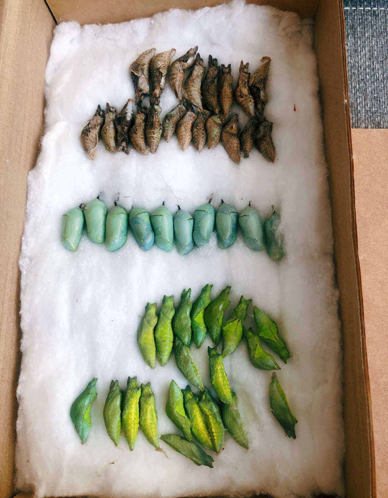 Live butterflies and moths for sale online UK. Order eggs, caterpillars, pupae, and cocoons. Watch the lifecycle unfold with insects to rear at home!