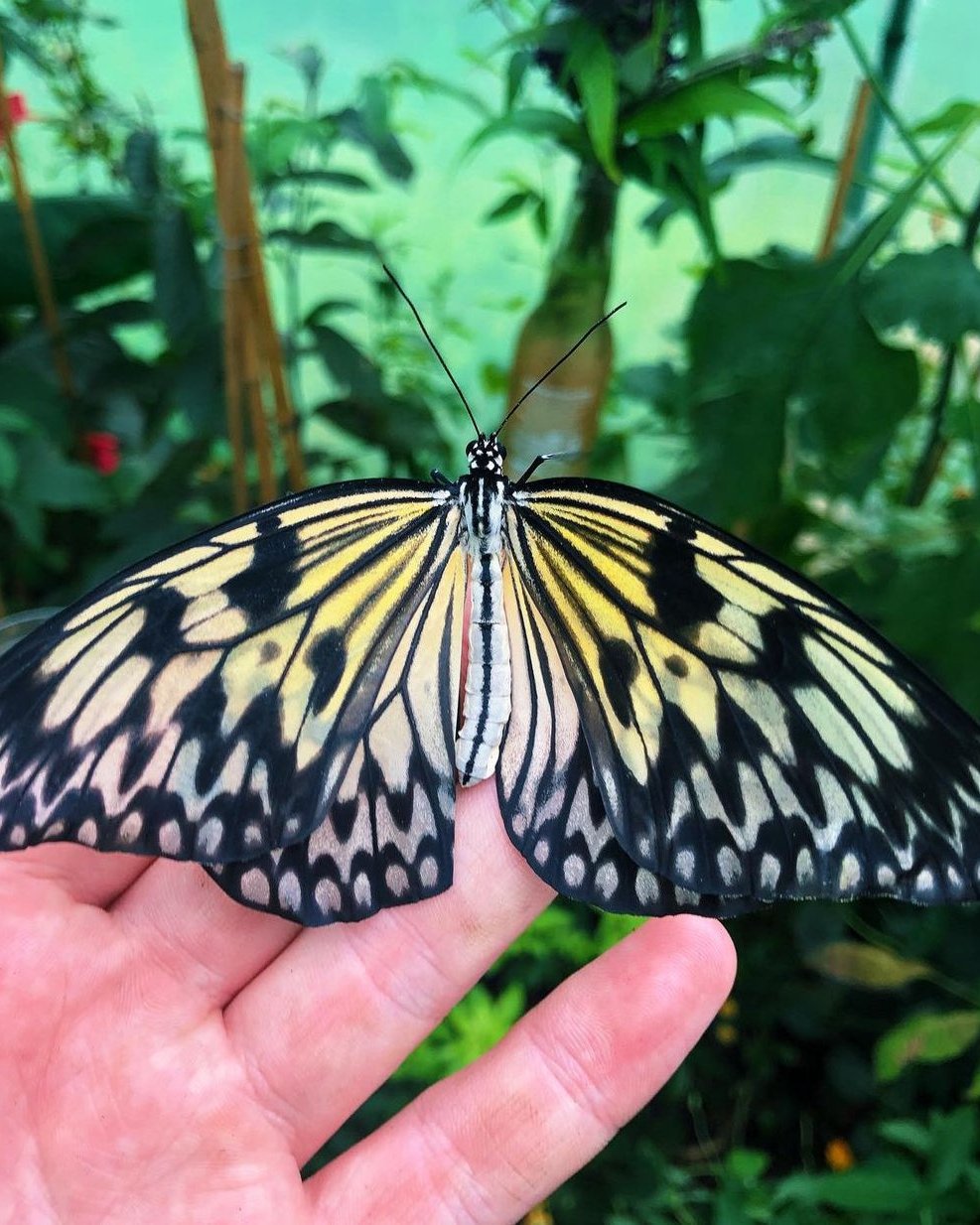 Live butterfly pupae for sale online UK