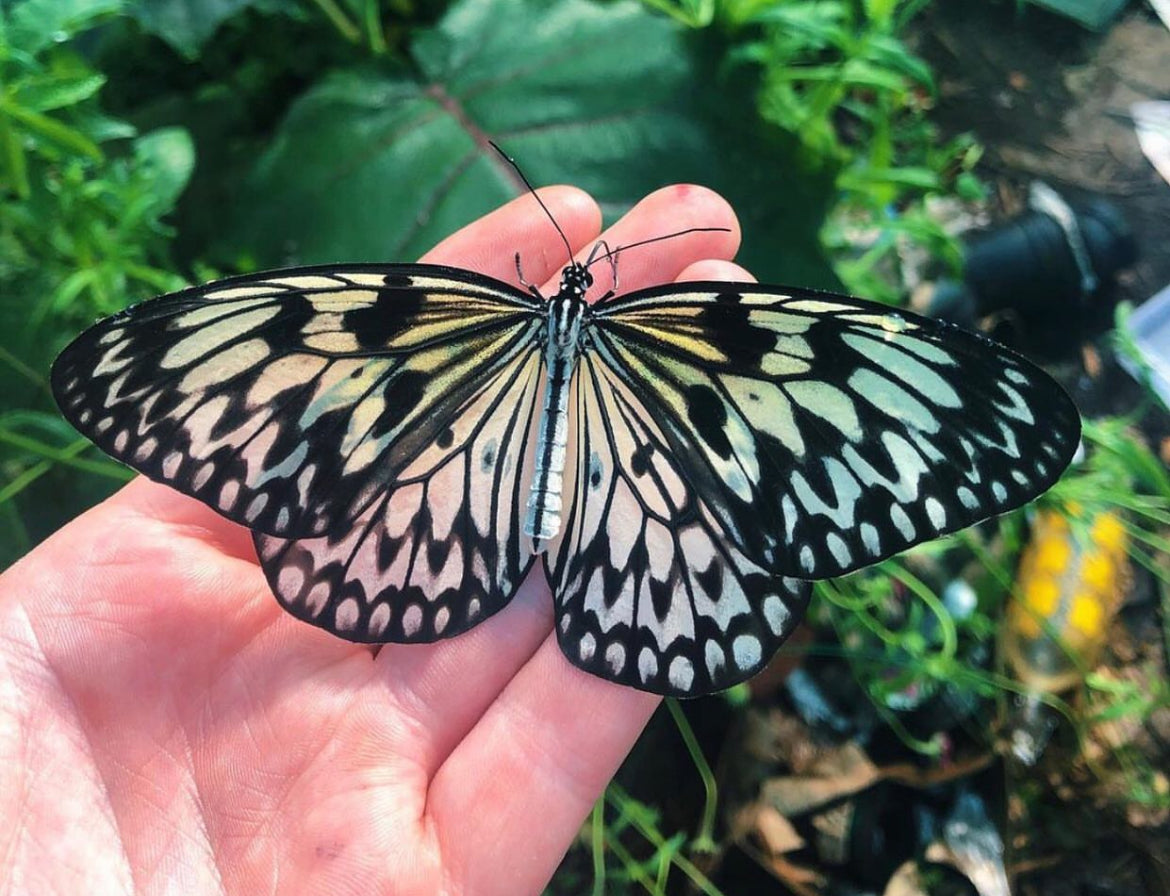 Live butterflies and moths for sale online UK. Buy eggs, caterpillars, pupae, and cocoons. Watch the lifecycle unfold with insects to rear at home!