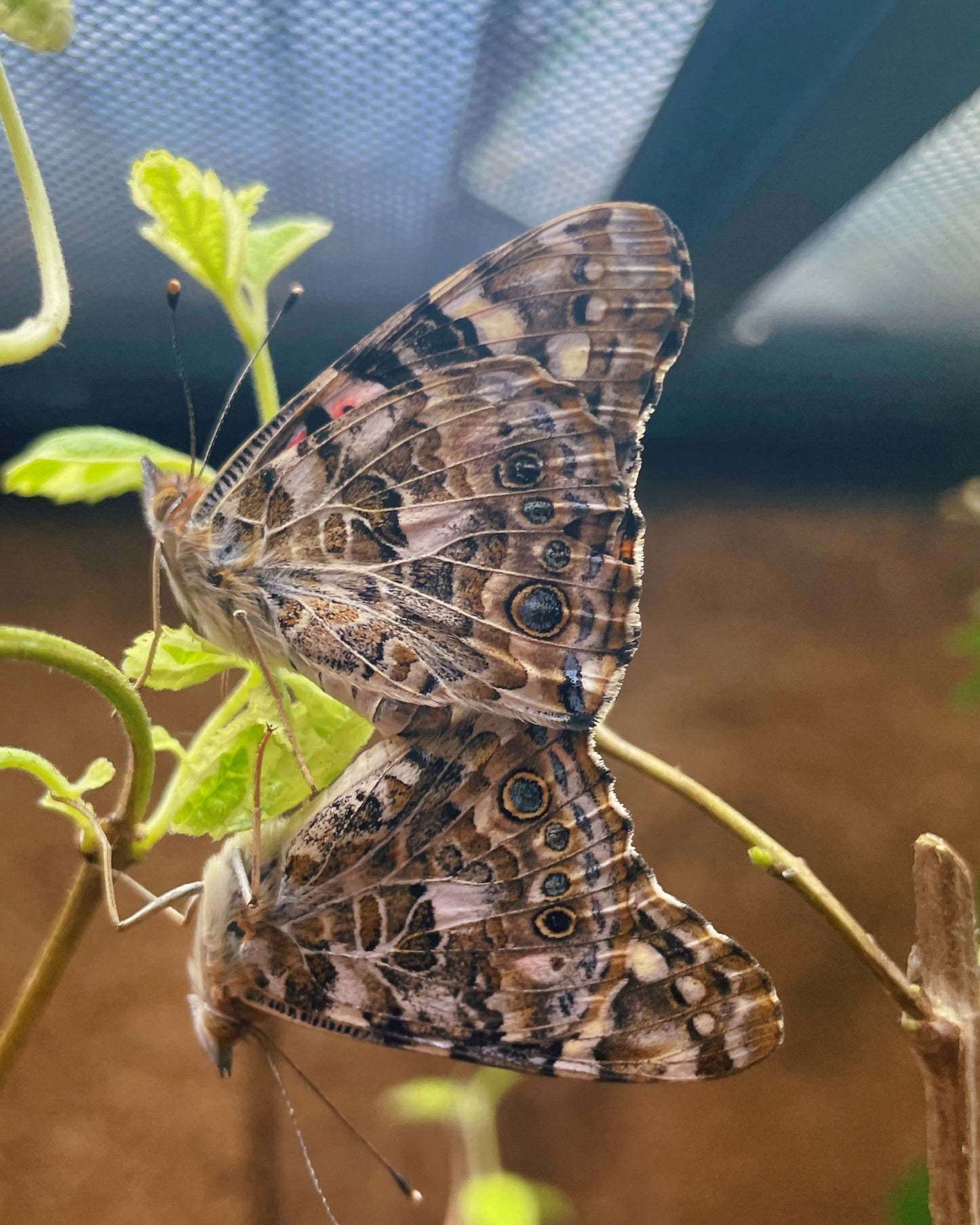 Assorted Native Butterfly PUPAE