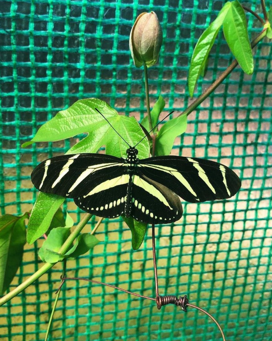 Live butterfly pupae for sale online UK