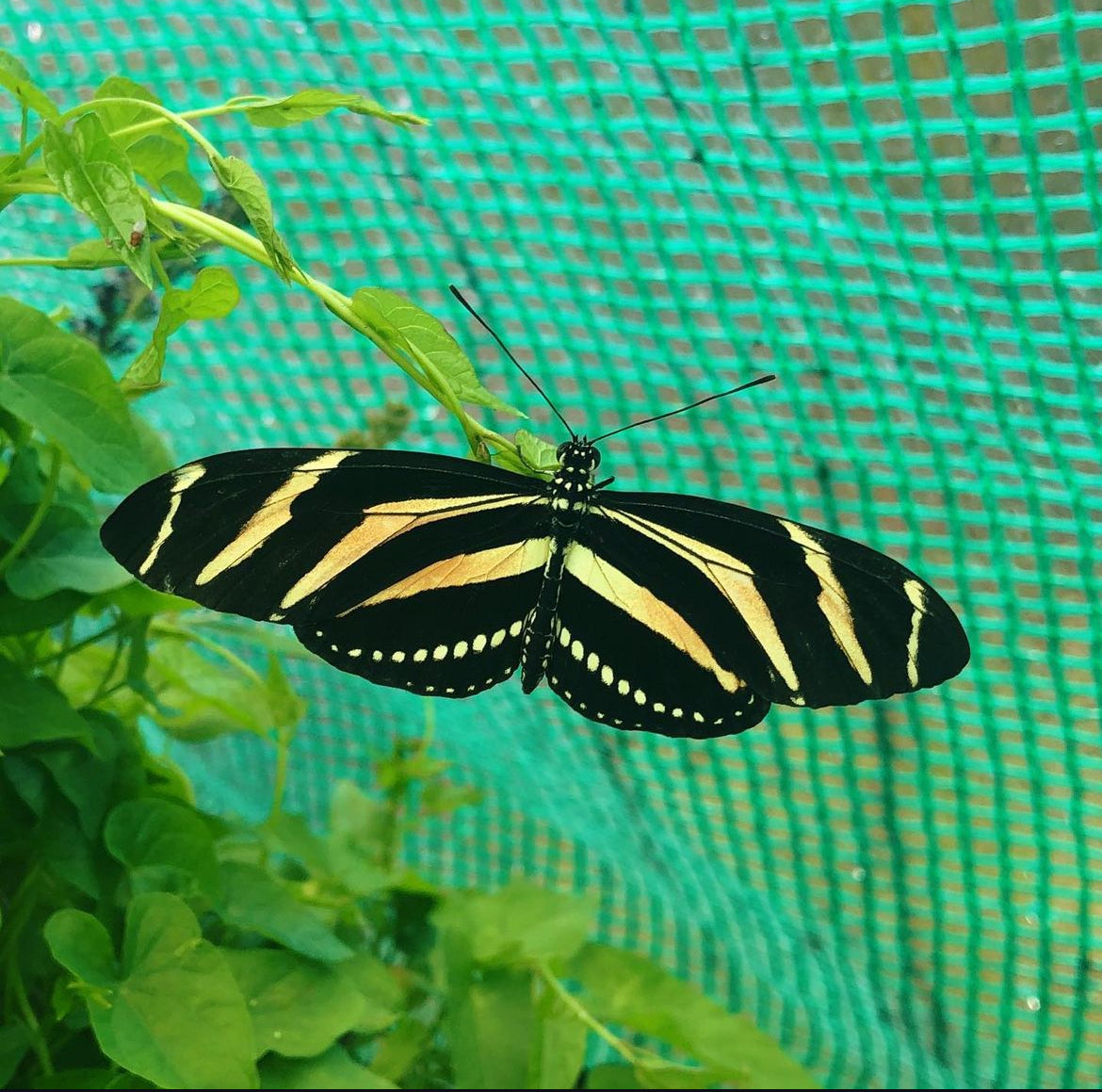 Live butterfly pupae for sale online UK