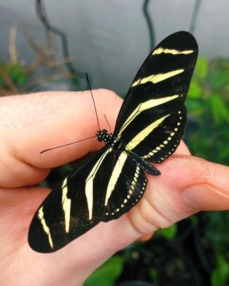 Live butterfly pupae for sale online UK