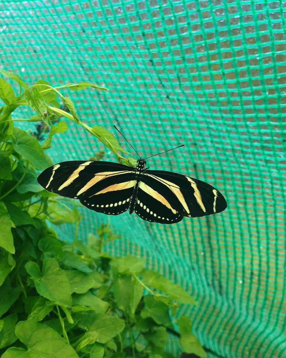 Live butterfly pupae for sale online UK