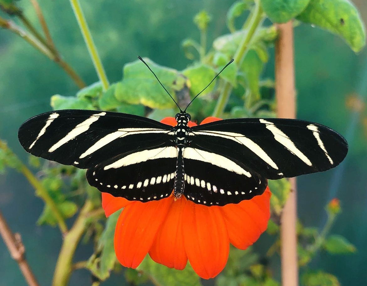 Live butterfly pupae for sale online UK