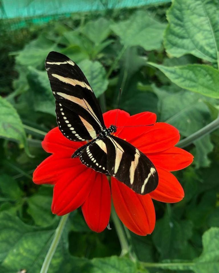 Live butterfly pupae for sale online UK