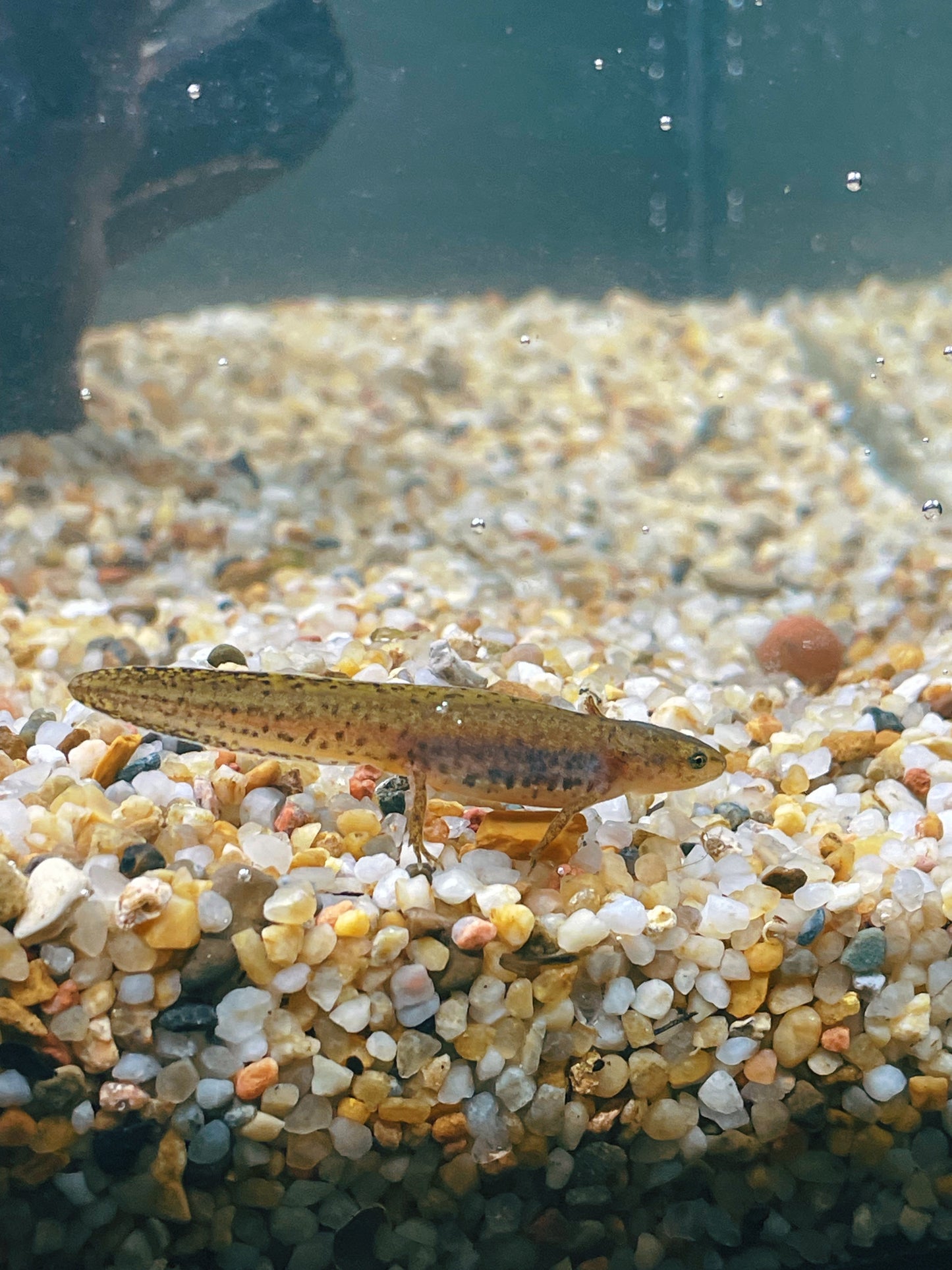 Italian Alpine Newt (Ichthyosaura alpestris apuanus) EGGS