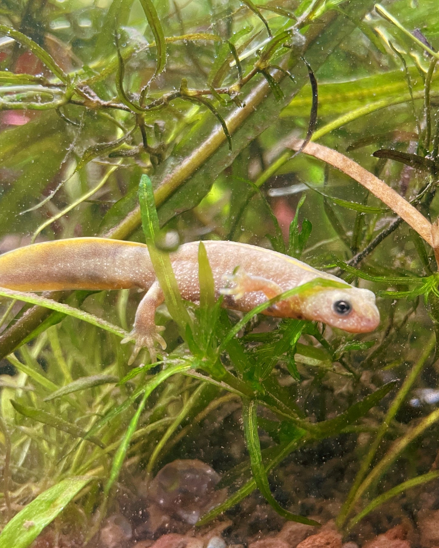 Italian Crested Newt (Triturus carnifex) | EGGS