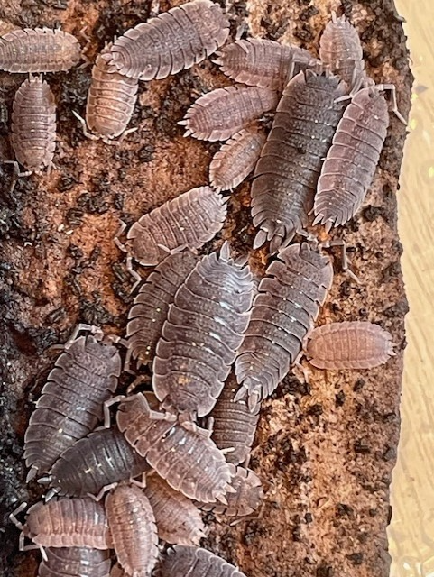 10 x Porcellio Echinatus
