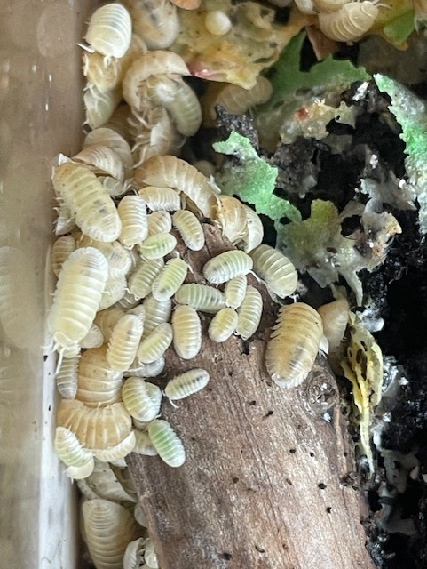 10 x Cubaris murina 'Glacier'