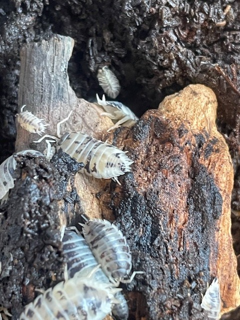 10 x Porcellio laevis 'Dairy Cow'