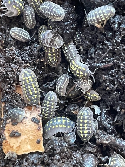 10 x Armadillidium Gestroi 'Yellow spotted'