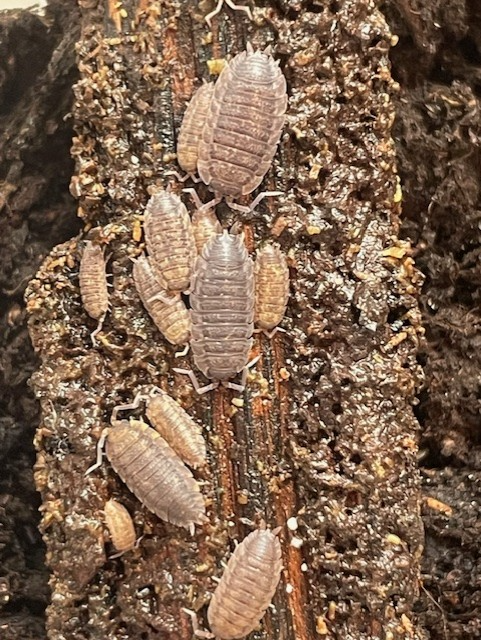 10 x Greek Speckled Isopod (Armadillum peraccae)