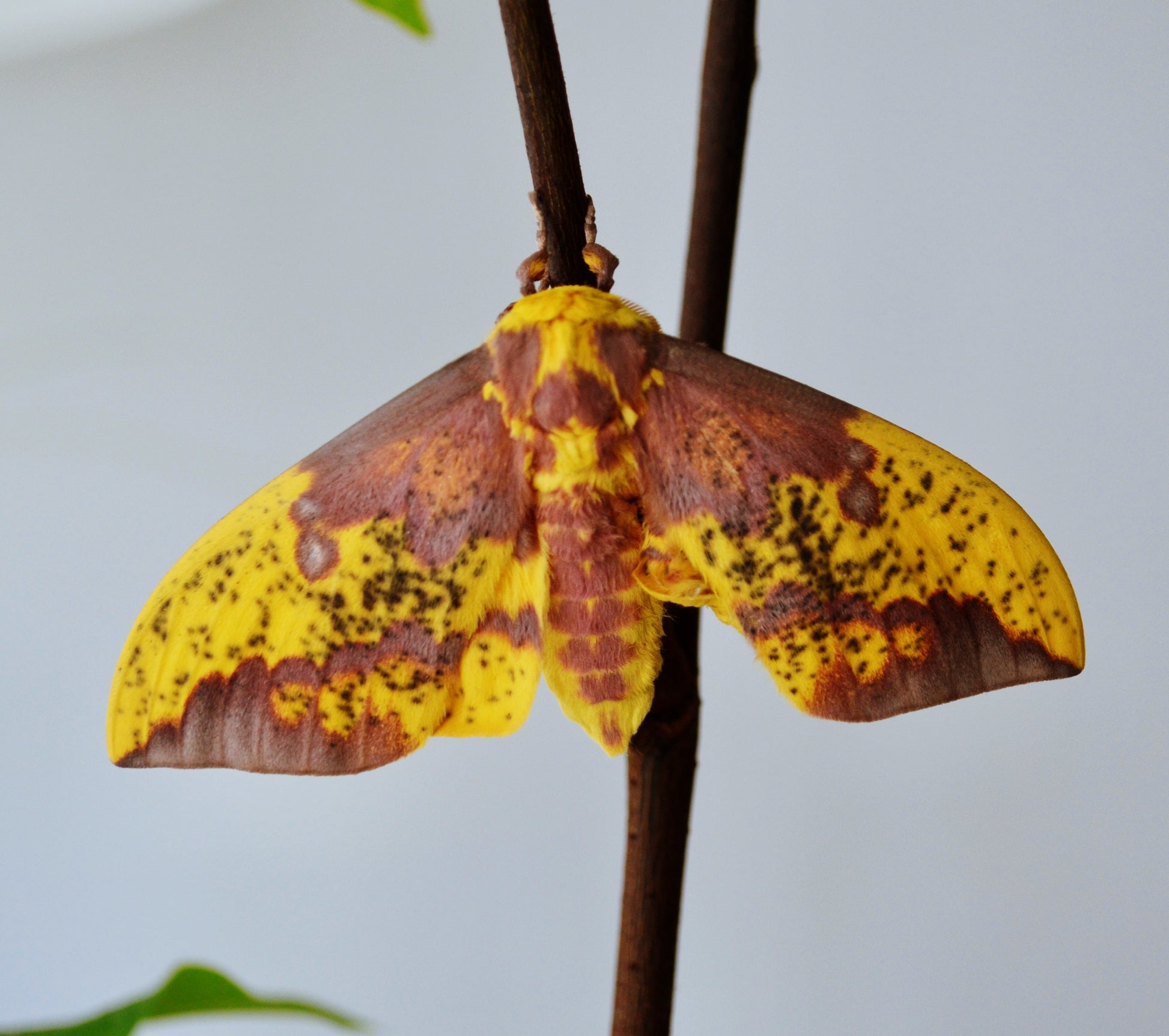 Live butterflies and moths for sale online UK. Order eggs, caterpillars, pupae, and cocoons. Watch the lifecycle unfold with insects to rear at home!