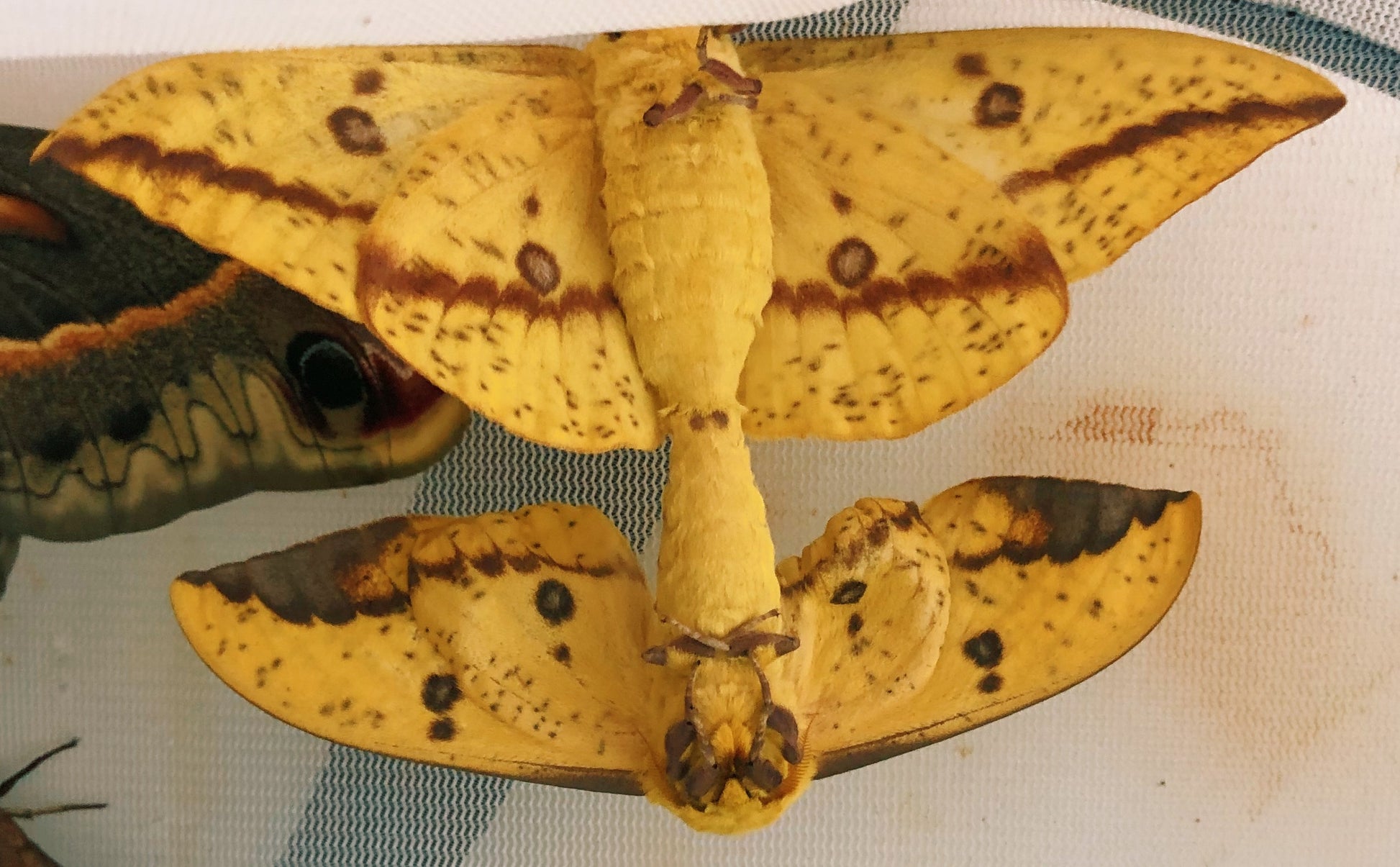 Live butterflies and moths for sale online UK. Order eggs, caterpillars, pupae, and cocoons. Watch the lifecycle unfold with insects to rear at home!