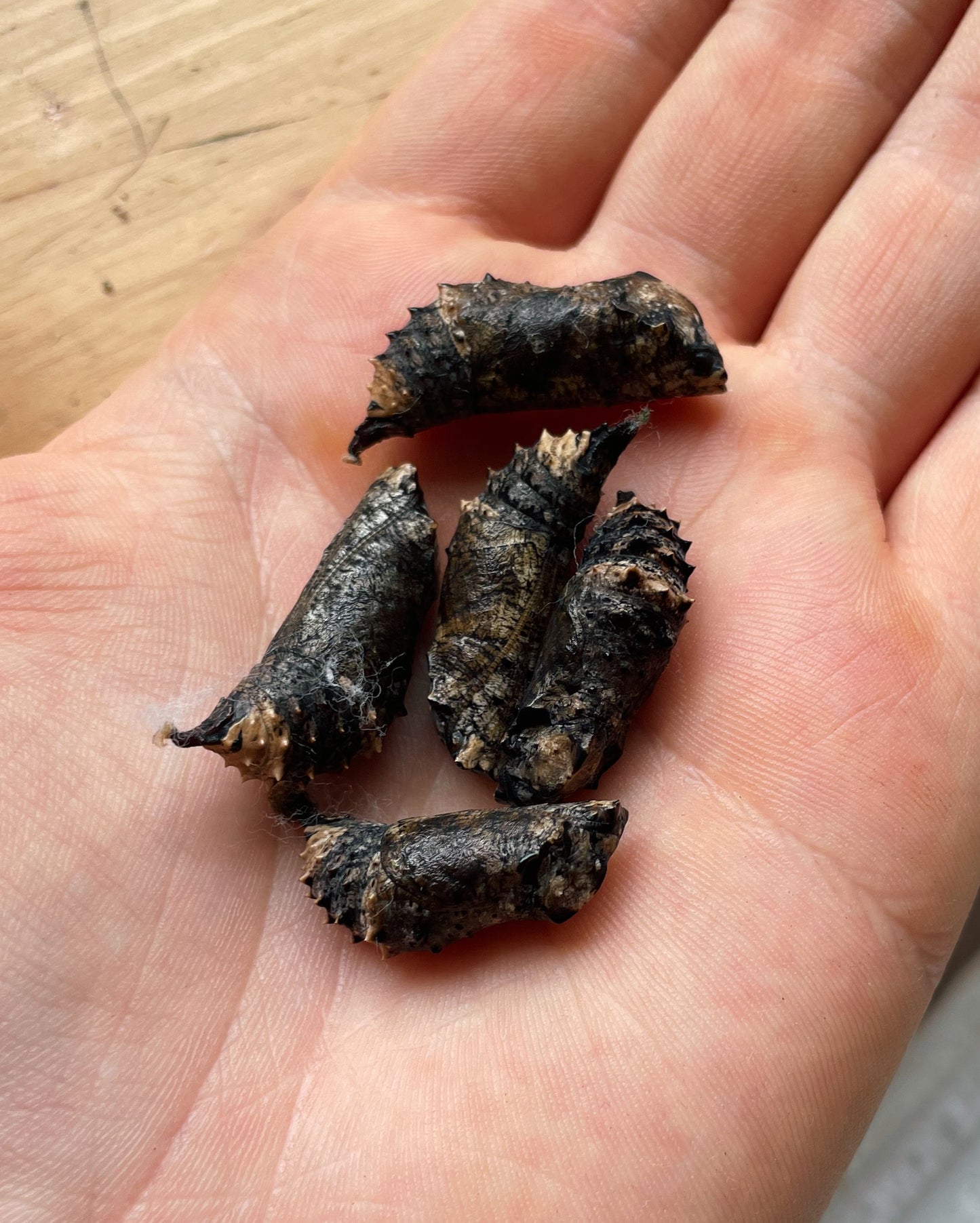 Indian Leaf Butterfly PUPAE (Kallima inachus)