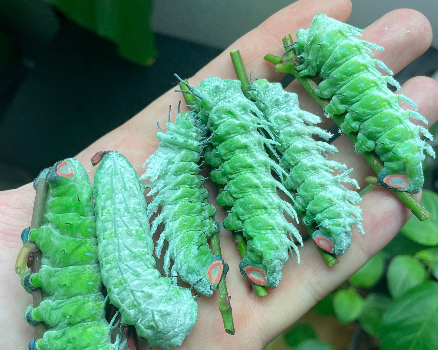 Giant Atlas Moth COCOONS (Attacus atlas)