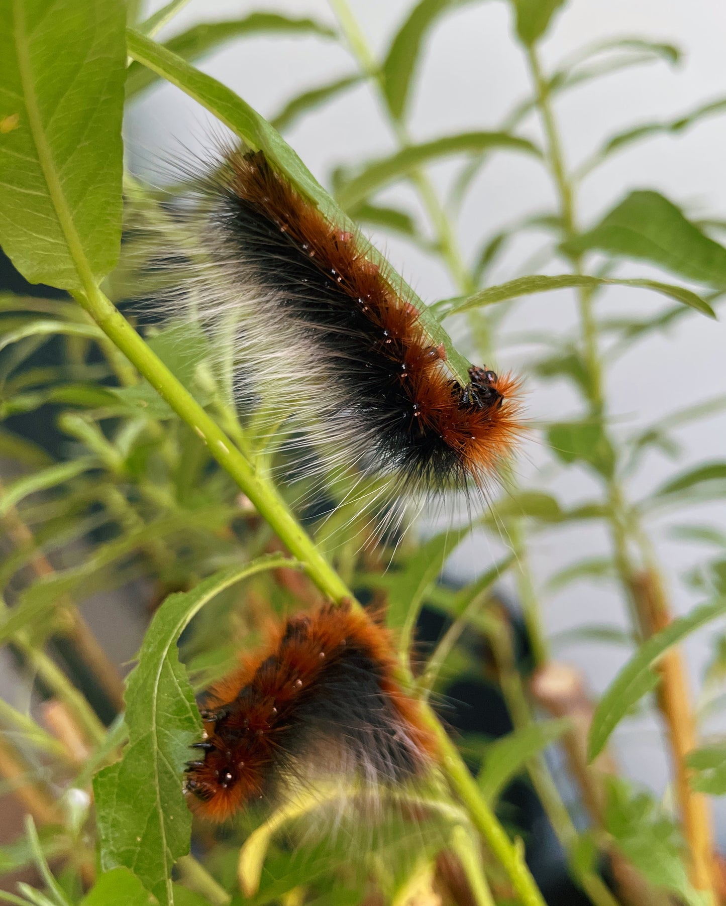 Garden Tiger Moth EGGS (Arctia caja)