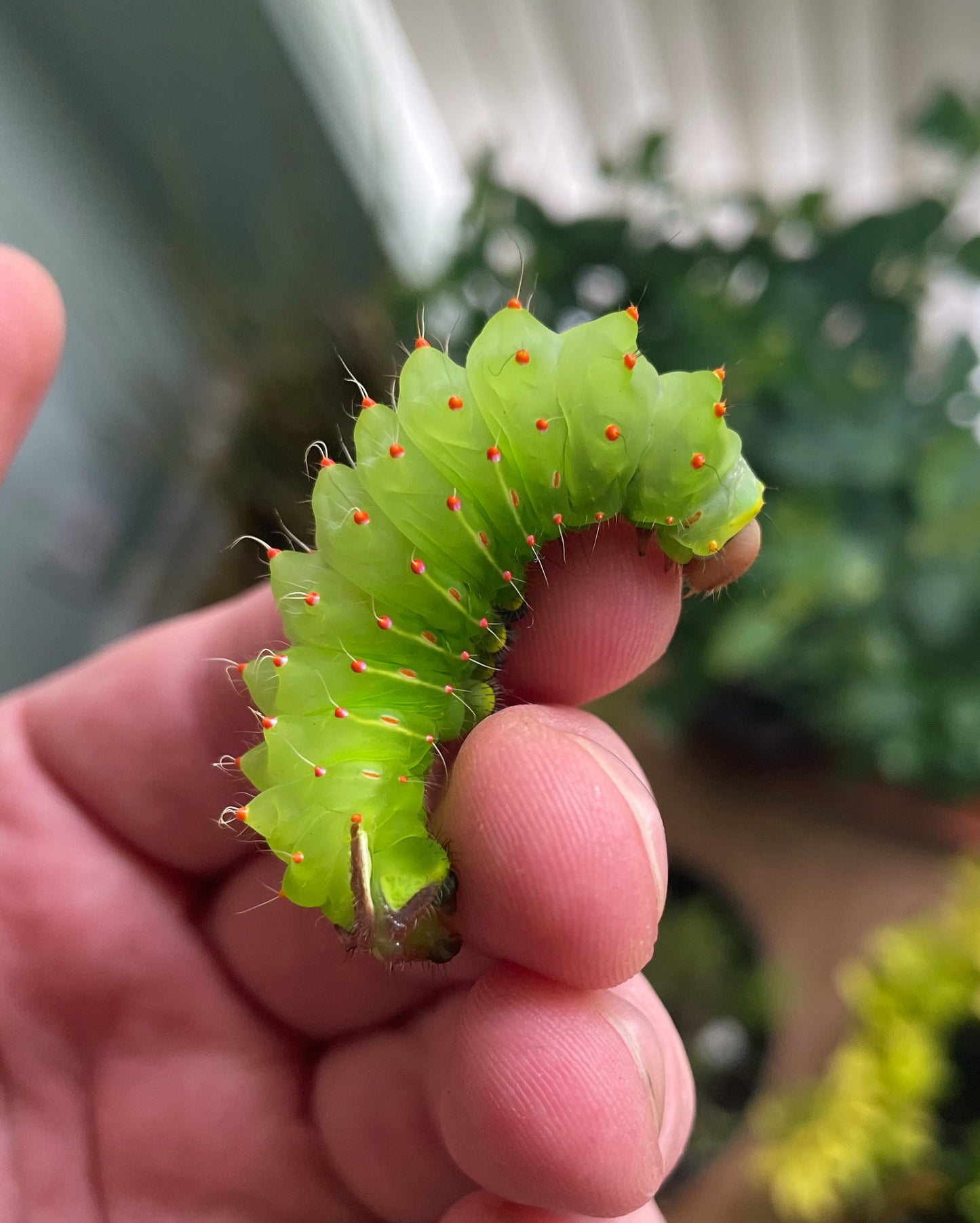 Polyphemus Silk-Moth EGGS (Antheraea polyphemus)