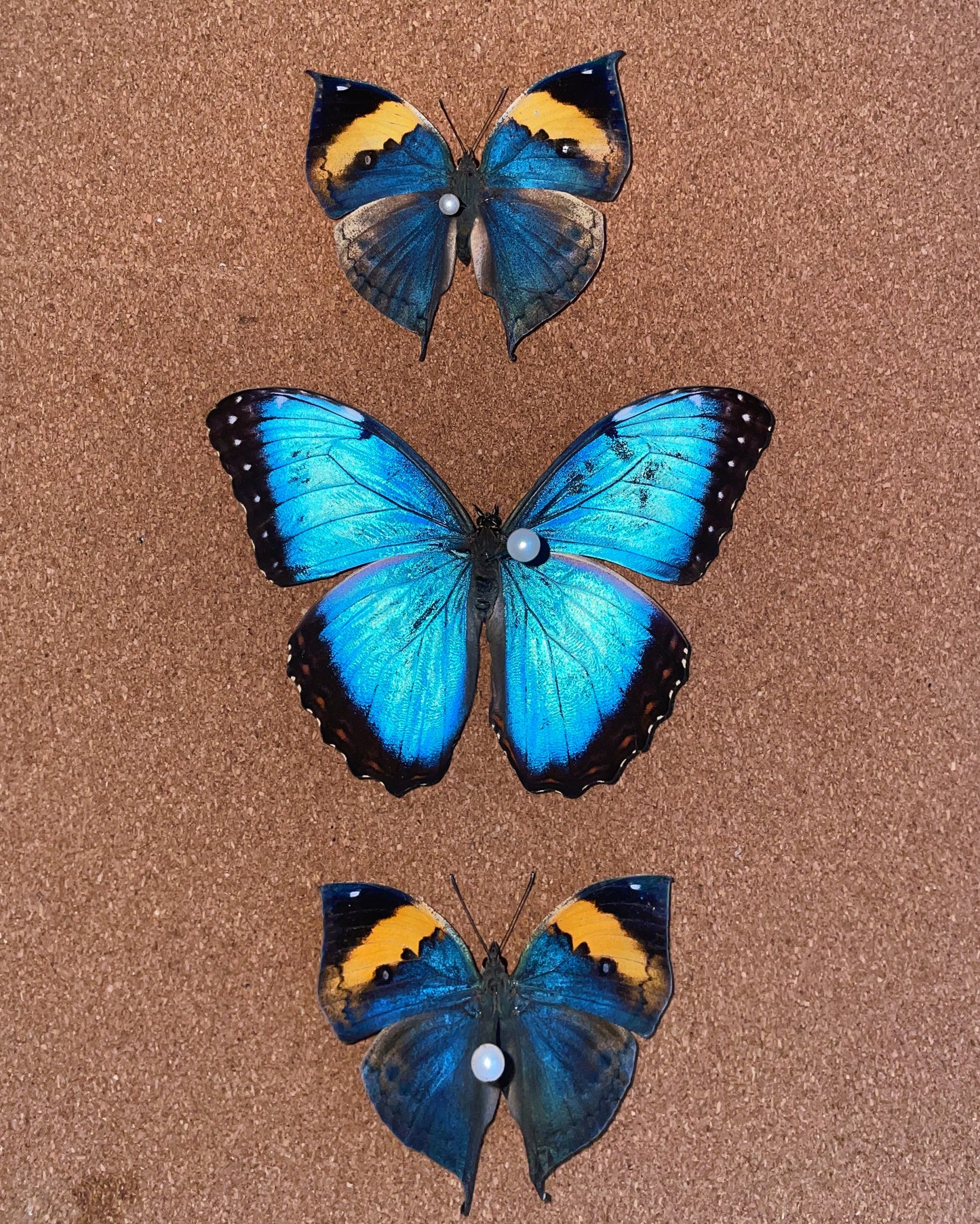 Indian Leaf Butterfly PUPAE (Kallima inachus)