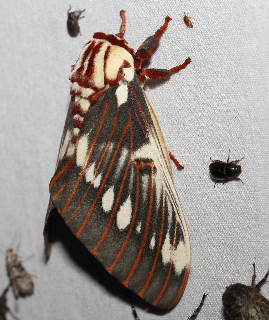 Splendid Regal Moth (Citheronia splendens) EGGS