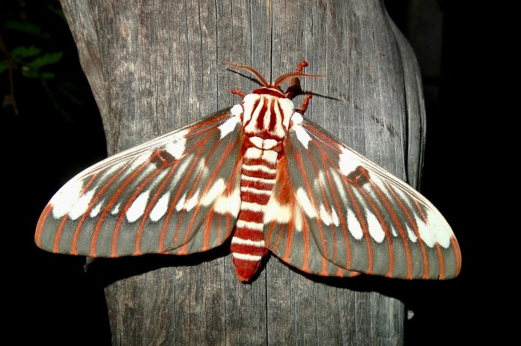 Splendid Regal Moth (Citheronia splendens) EGGS