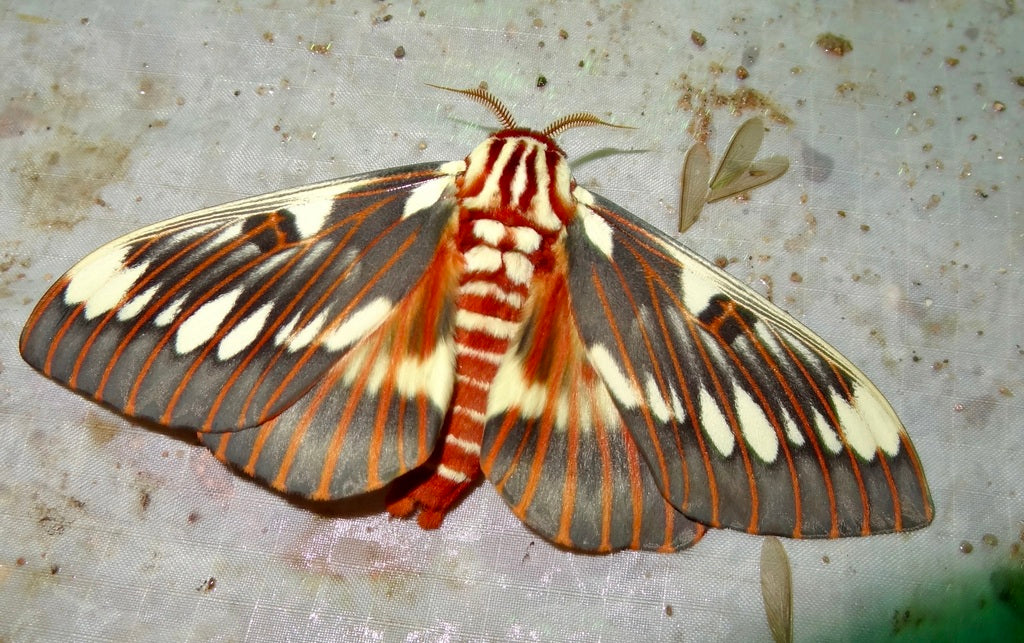 Splendid Regal Moth (Citheronia splendens) EGGS