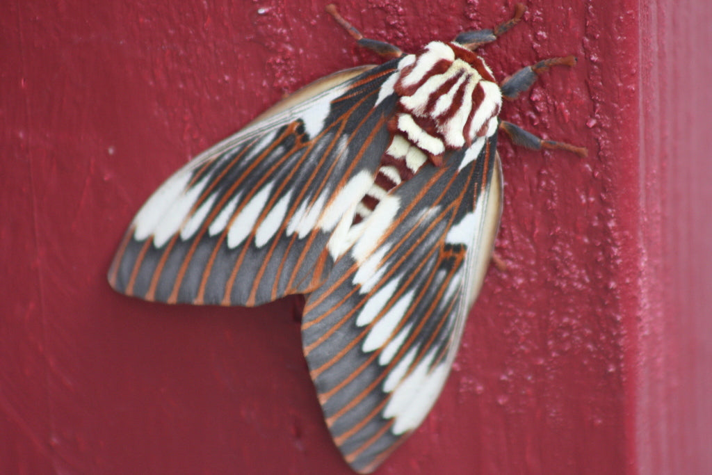 Splendid Regal Moth (Citheronia splendens) EGGS