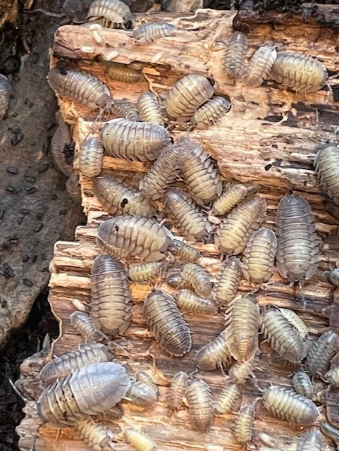 10 x Giant Corfu Isopod (Armadillium pallasi)
