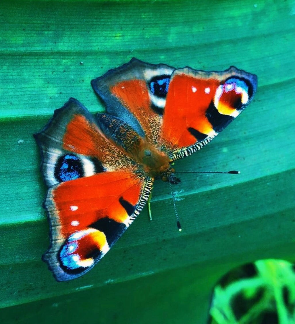 Native Species