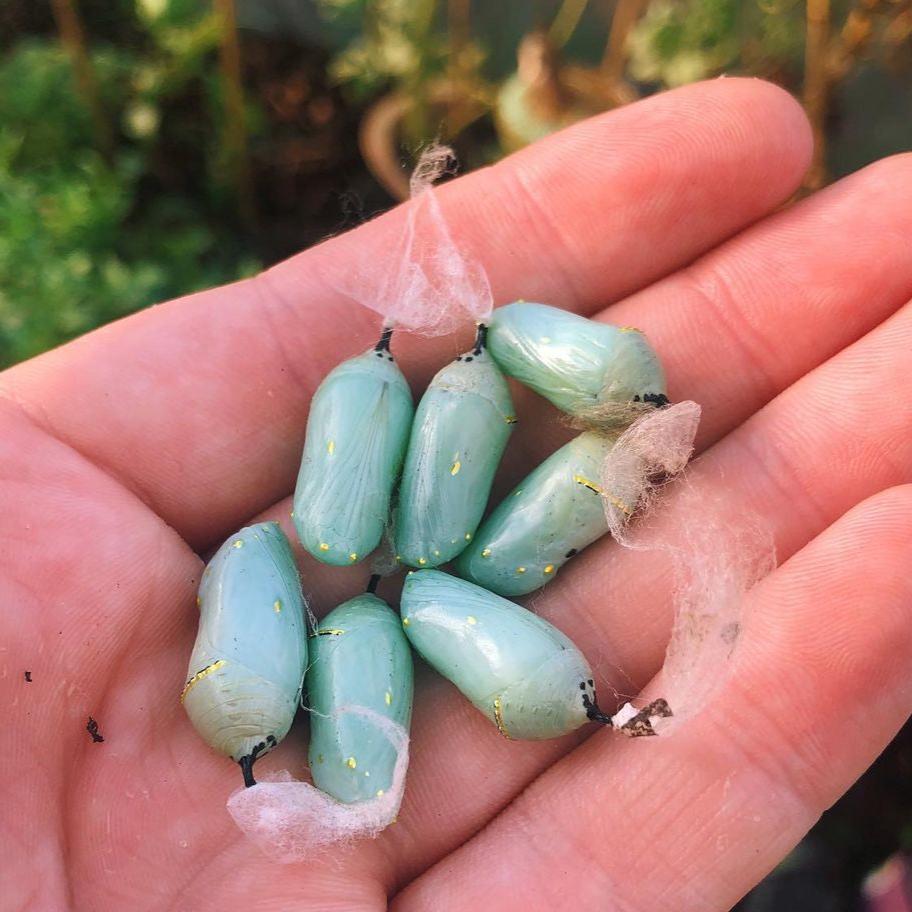 Pupae & Cocoons