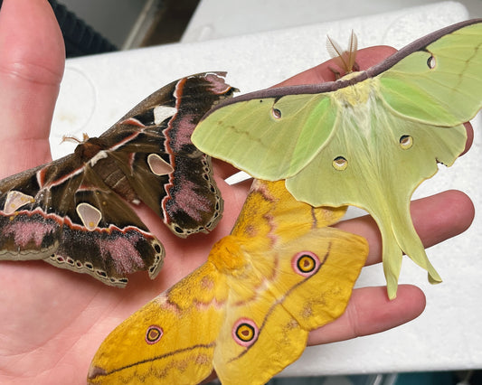 Assorted Giant Silkmoth COCOONS (Saturniidae)