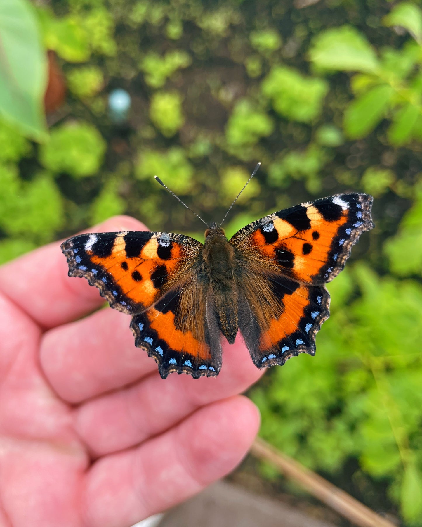 Small Tortoiseshell Butterfly CATERPILLARS (Aglais urticae)