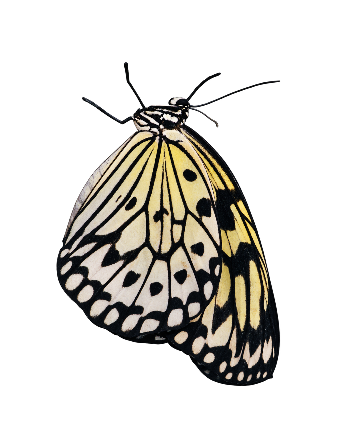 Tree Nymph PUPAE (Idea leuconoe)