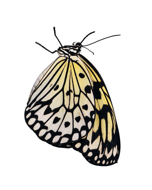 Tree Nymph PUPAE (Idea leuconoe)