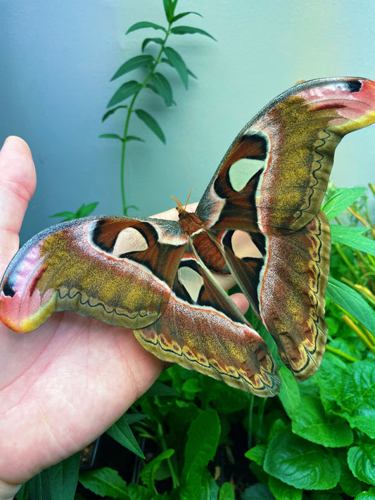 Philippine Atlas Moth COCOONS (Attacus lorquinii)