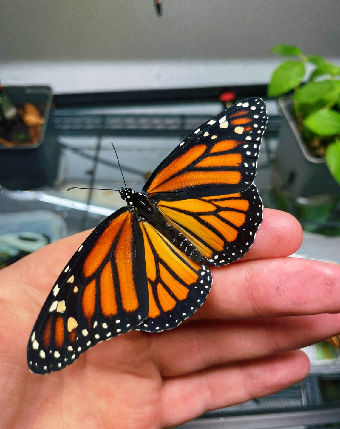 Monarch Butterfly EGGS (Danaus plexippus)
