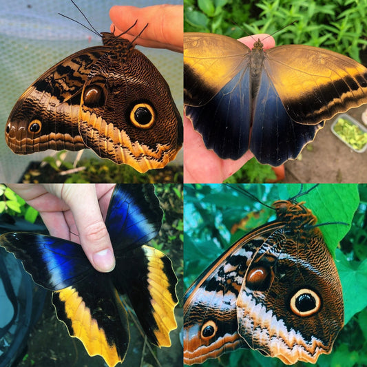 Owl Butterfly Mix (Caligo) | Assorted EGGS