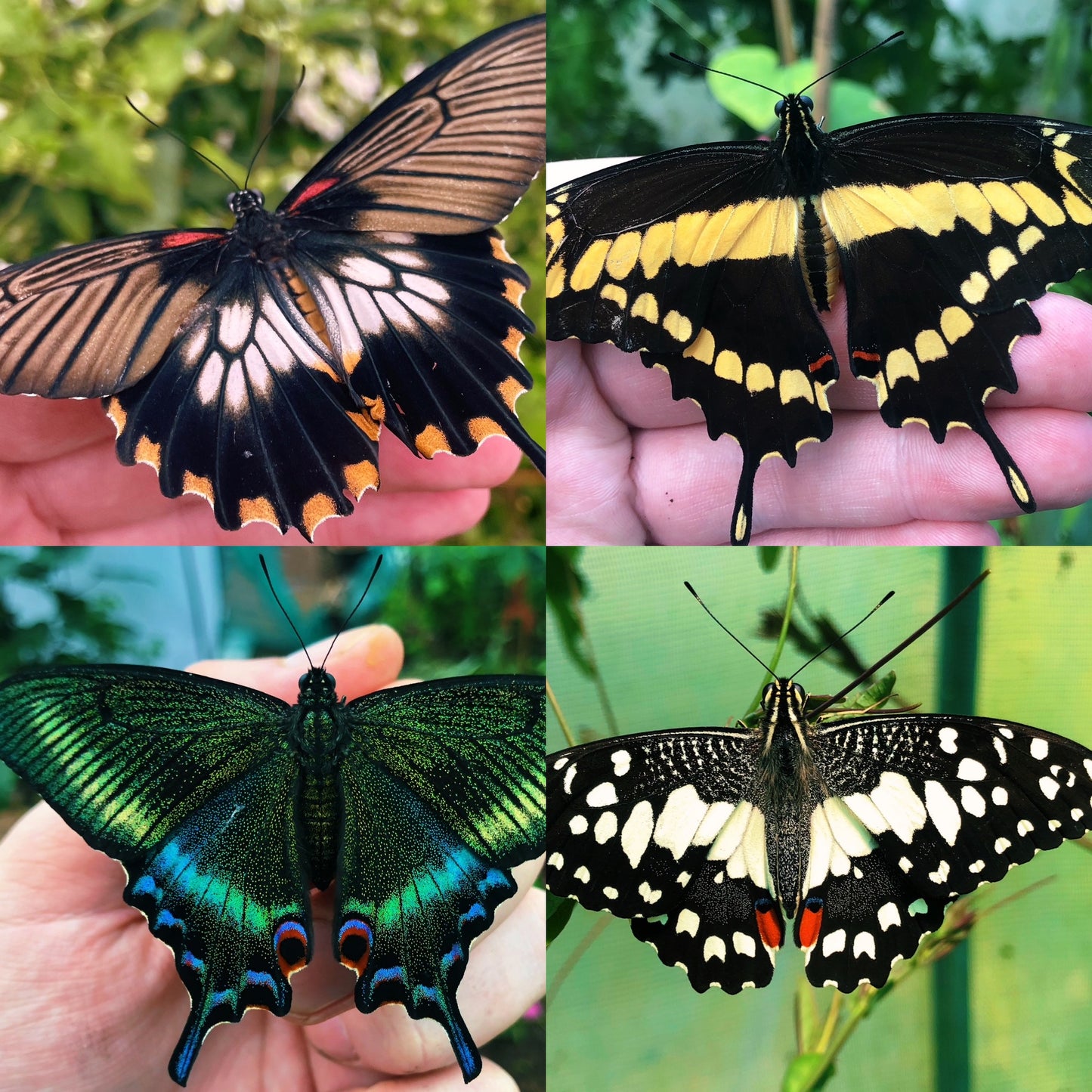 Assorted Citrus Swallowtail CATERPILLARS (Papilioniidae)