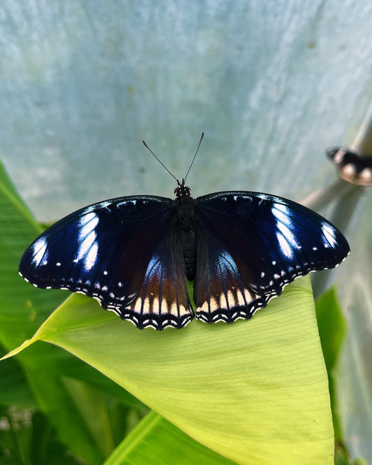 Blue Moon Butterfly EGGS (Hypolimas bolina)