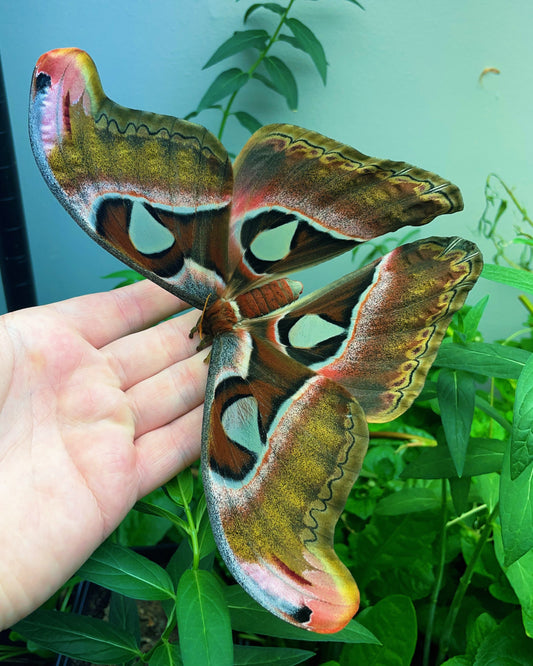 Philippine Atlas Moth COCOONS (Attacus lorquinii)
